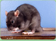 rat control Beverley